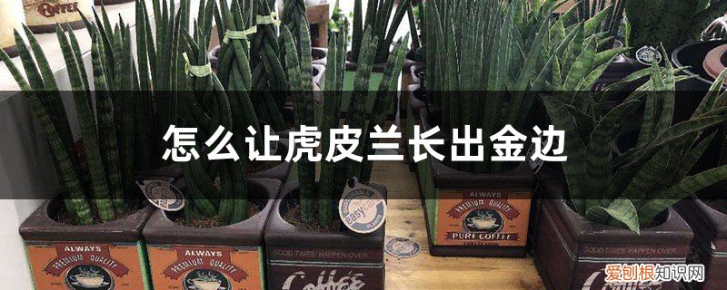 金边虎皮兰扦插多久长芽 怎么让虎皮兰长出金边，扦插怎么保留金边