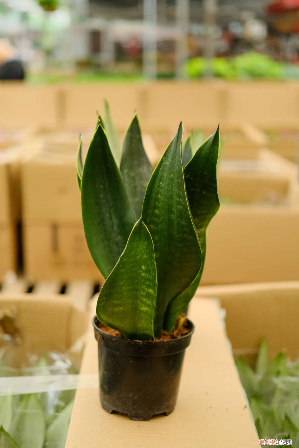 金边虎皮兰扦插多久长芽 怎么让虎皮兰长出金边，扦插怎么保留金边