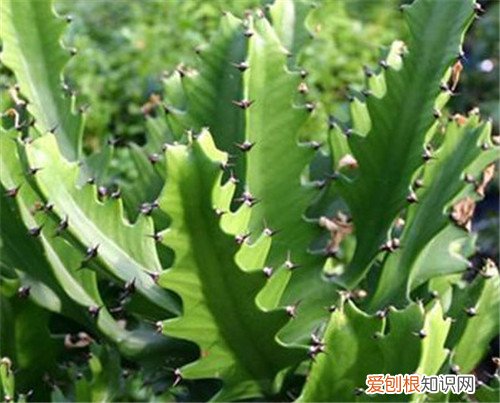 仙人掌有多少种 仙人掌的常见作用揭秘