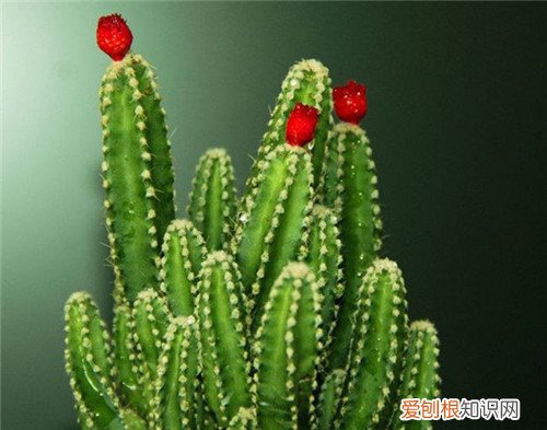 仙人掌有多少种 仙人掌的常见作用揭秘