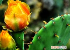 仙人掌有多少种 仙人掌的常见作用揭秘