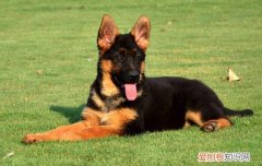 女生适合养德牧吗 女生养德牧可能管不住