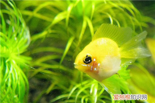 波子鱼是否适合新手饲养呢 养波子鱼要准备哪些东西