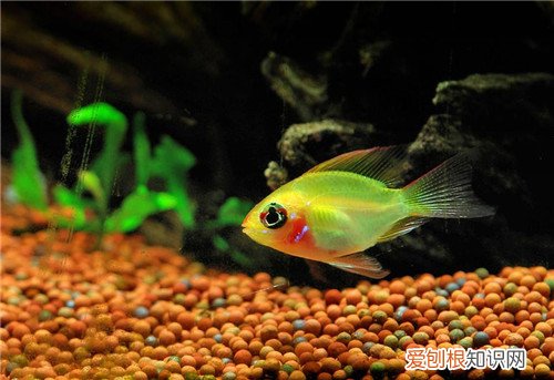 波子鱼是否适合新手饲养呢 养波子鱼要准备哪些东西