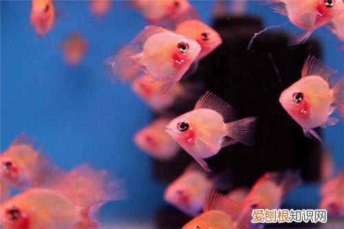 波子鱼是否适合新手饲养呢 养波子鱼要准备哪些东西