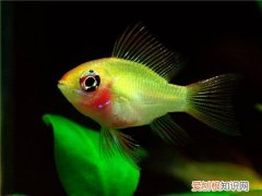 波子鱼是否适合新手饲养呢 养波子鱼要准备哪些东西