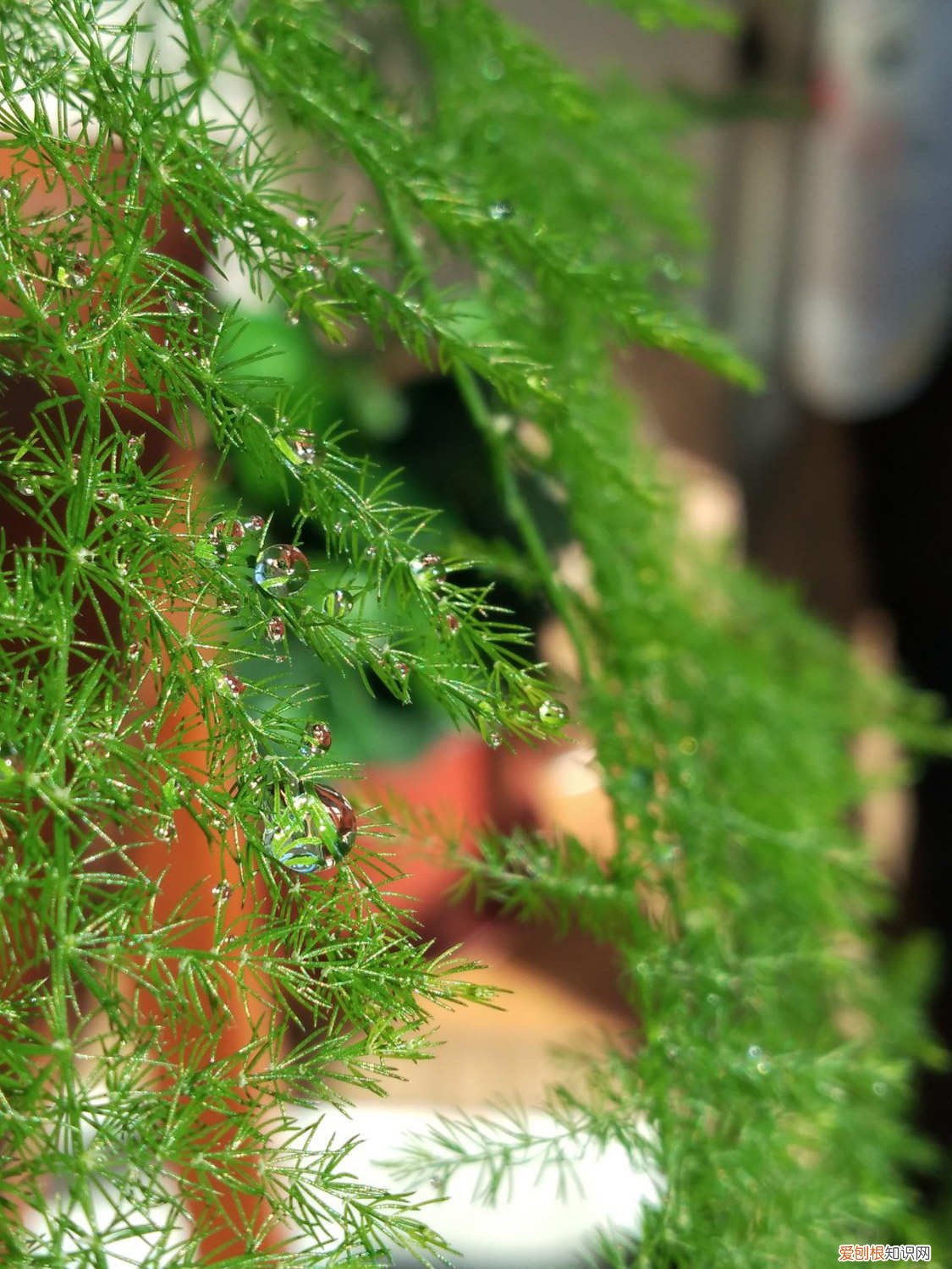 文竹长藤造型图片大全 文竹长出长藤怎么造型