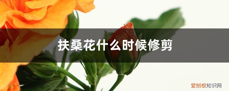 扶桑花什么时候修剪最好 扶桑花什么时候修剪