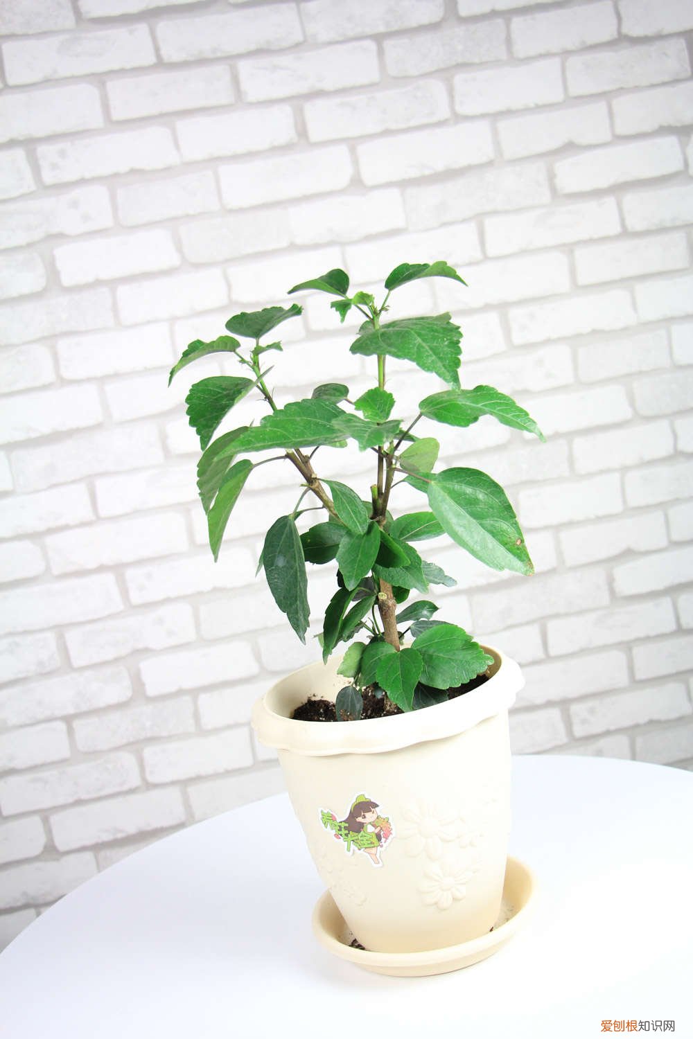 扶桑花什么时候修剪最好 扶桑花什么时候修剪