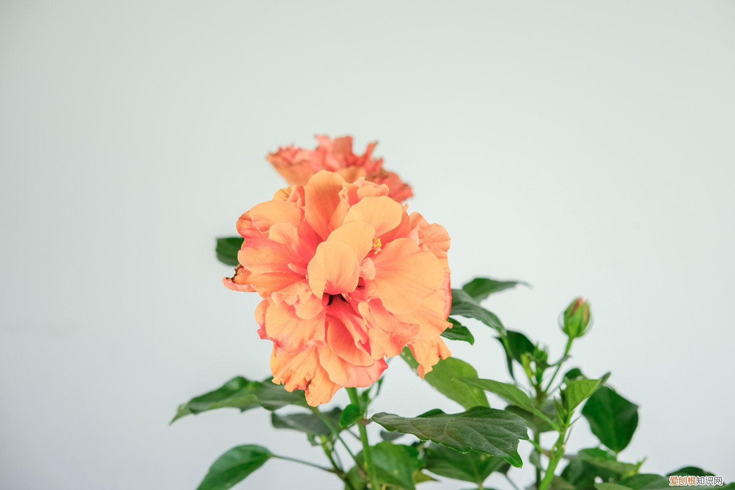 扶桑花什么时候修剪最好 扶桑花什么时候修剪