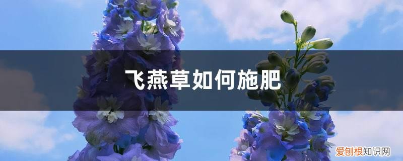 飞燕草如何施肥视频 飞燕草如何施肥