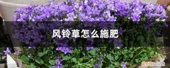风铃花施什么肥料 风铃草怎么施肥