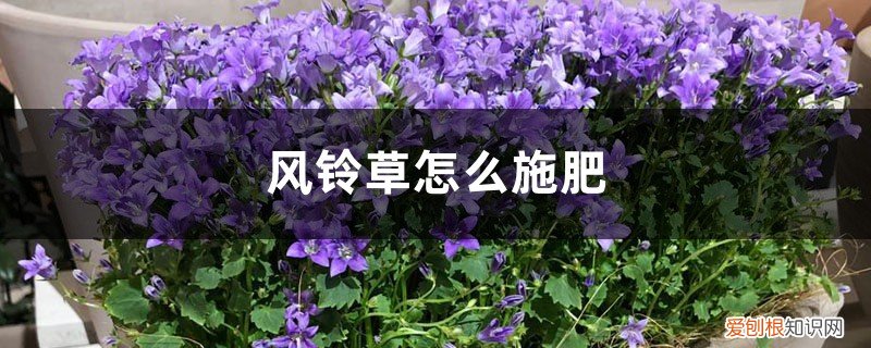 风铃花施什么肥料 风铃草怎么施肥