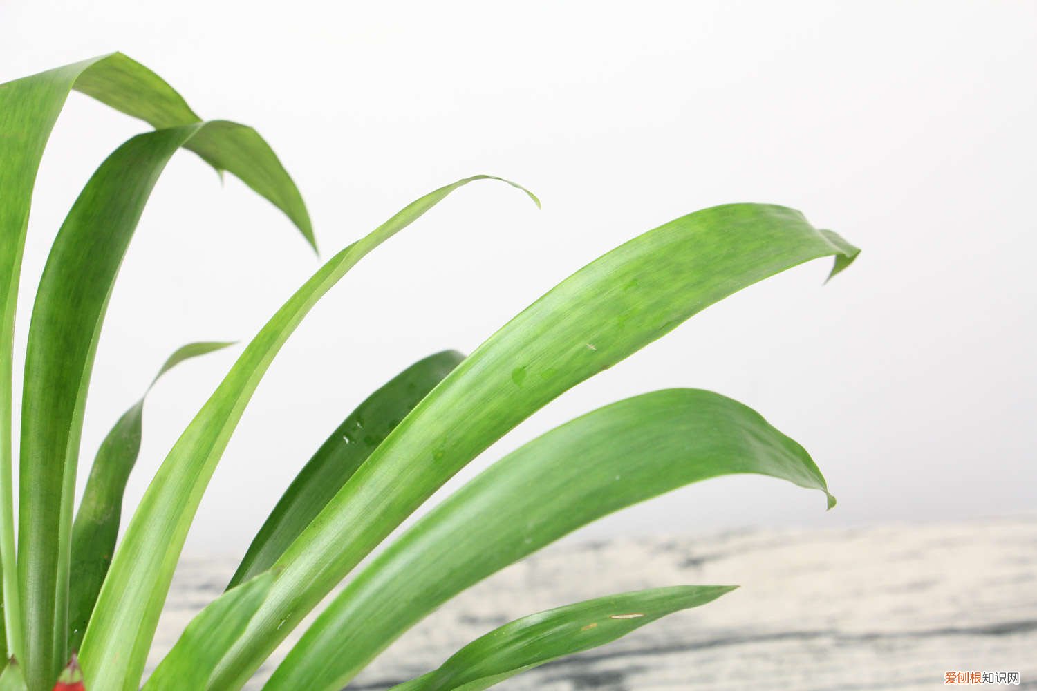 鸿运当头花期应该注意什么 鸿运当头花期如何管理