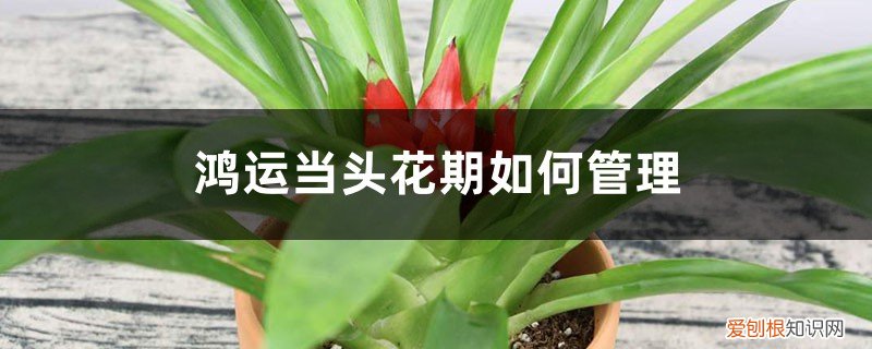 鸿运当头花期应该注意什么 鸿运当头花期如何管理