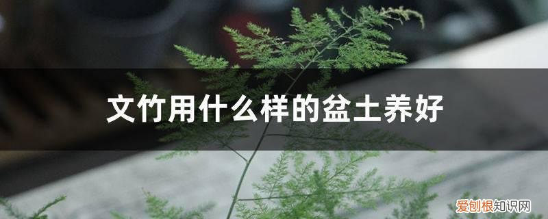 文竹盆栽用什么土好 文竹用什么样的盆土养好