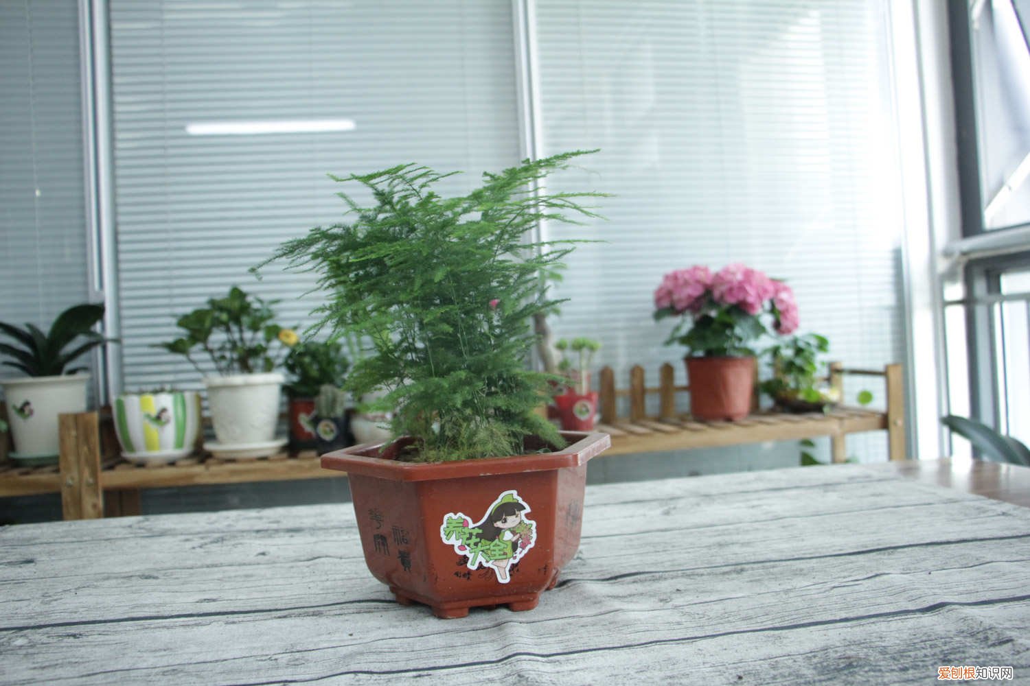 文竹盆栽用什么土好 文竹用什么样的盆土养好