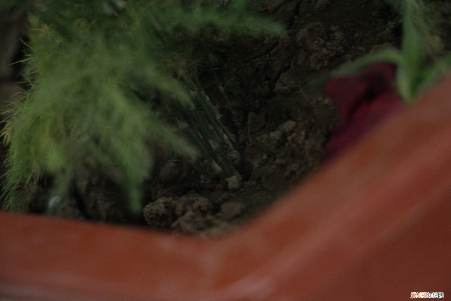 文竹的繁殖方法和注意事项 文竹的繁殖方法及注意事项