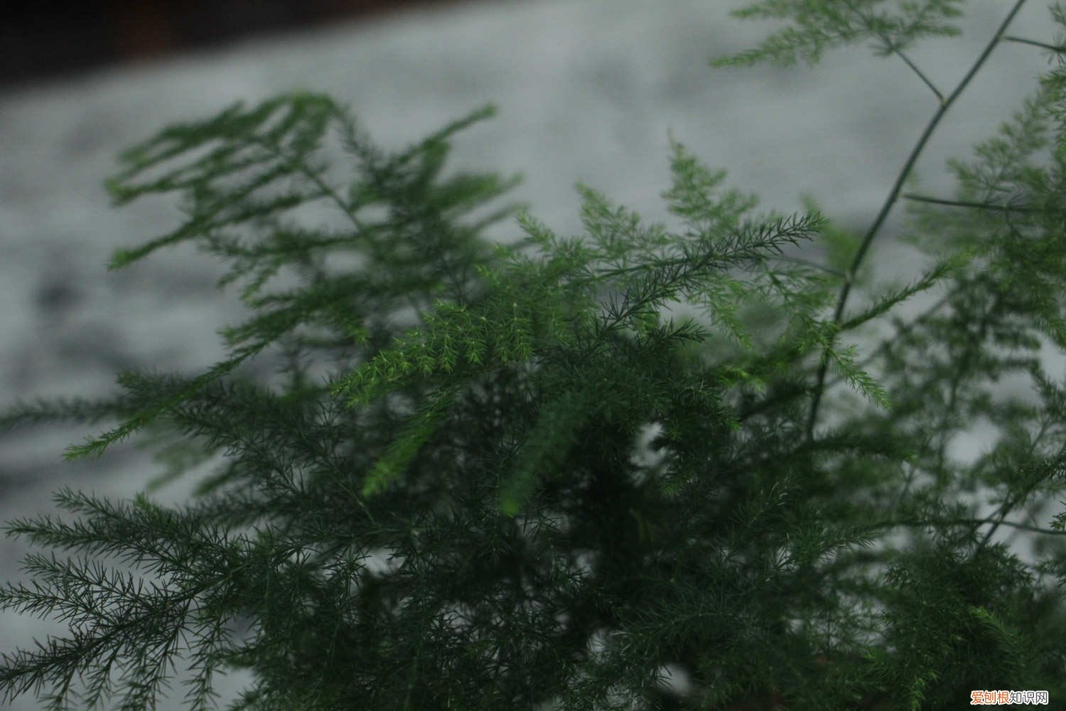 文竹的繁殖方法和注意事项 文竹的繁殖方法及注意事项