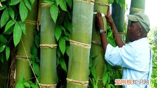 竹子的用途有哪些 竹子的五大使用用途