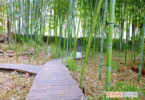 竹子的用途有哪些 竹子的五大使用用途