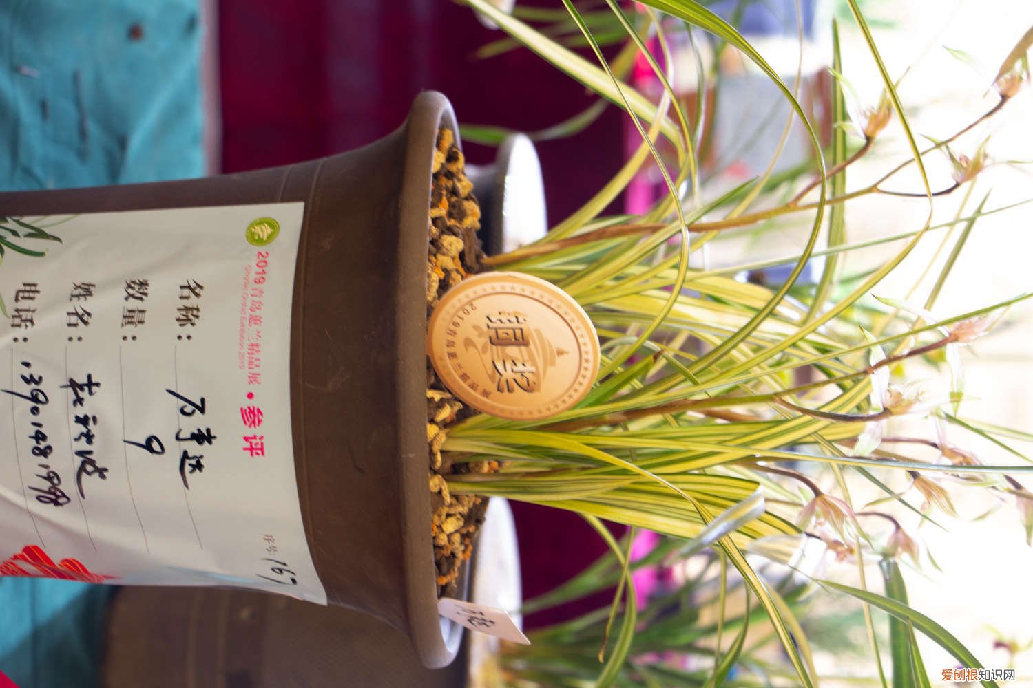 养了三年的兰花终于开花了 兰花3年不开花?养兰大神教你这1招,1个月养出极品天价兰!