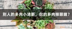 可爱的多肉 别人的多肉小清新，你的多肉辣眼睛？