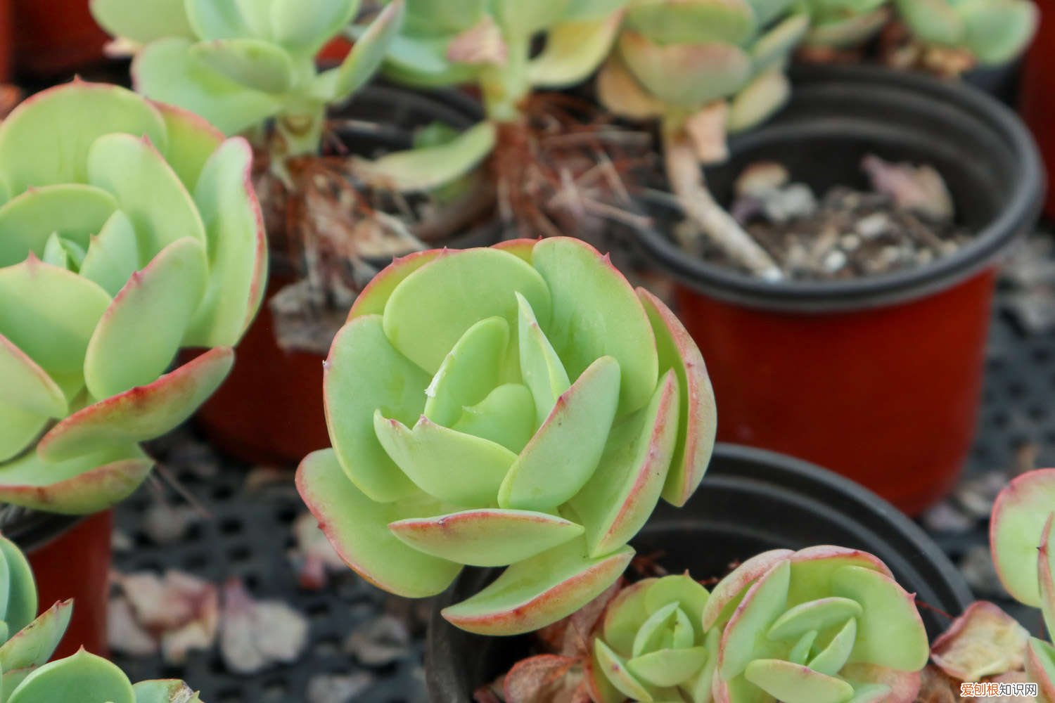 可爱的多肉 别人的多肉小清新,你的多肉辣眼睛?