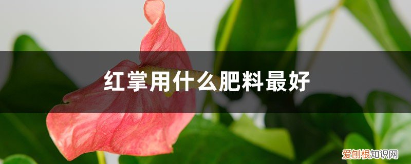 红掌要施什么肥料好 红掌用什么肥料最好