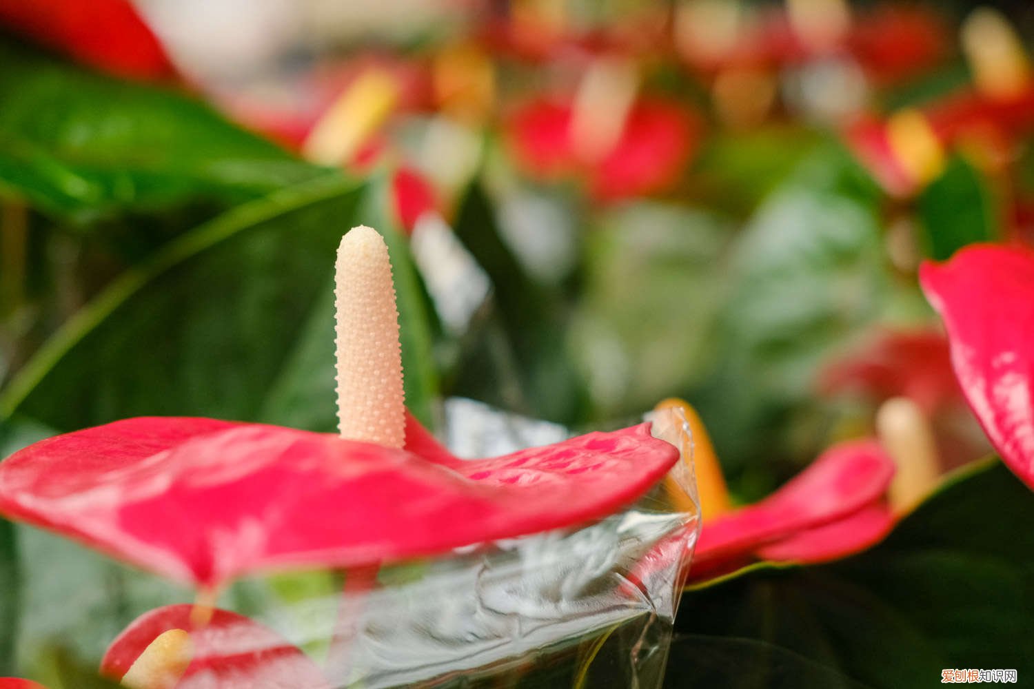 怎样养红掌 红掌怎么养长得快