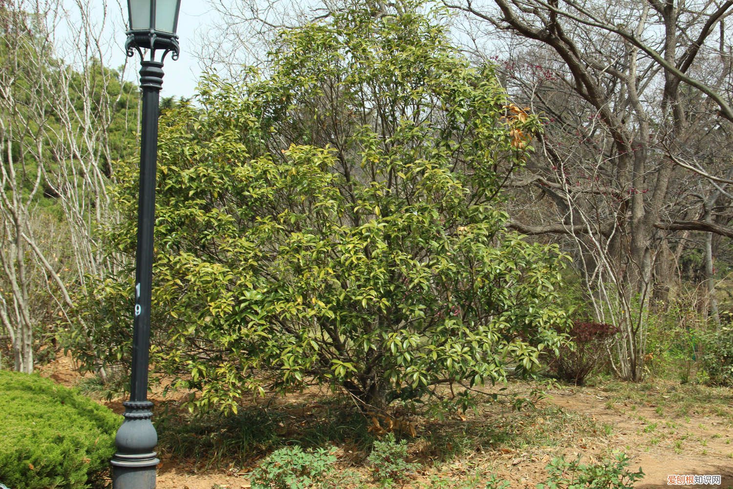 桂花树叶子黄了怎么办 桂花树叶子干枯发黄怎么办