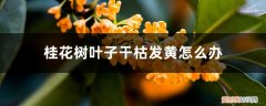 桂花树叶子黄了怎么办 桂花树叶子干枯发黄怎么办