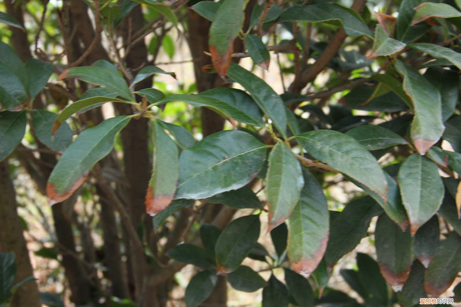 桂花树长成什么样 桂花树怎么样才长得好