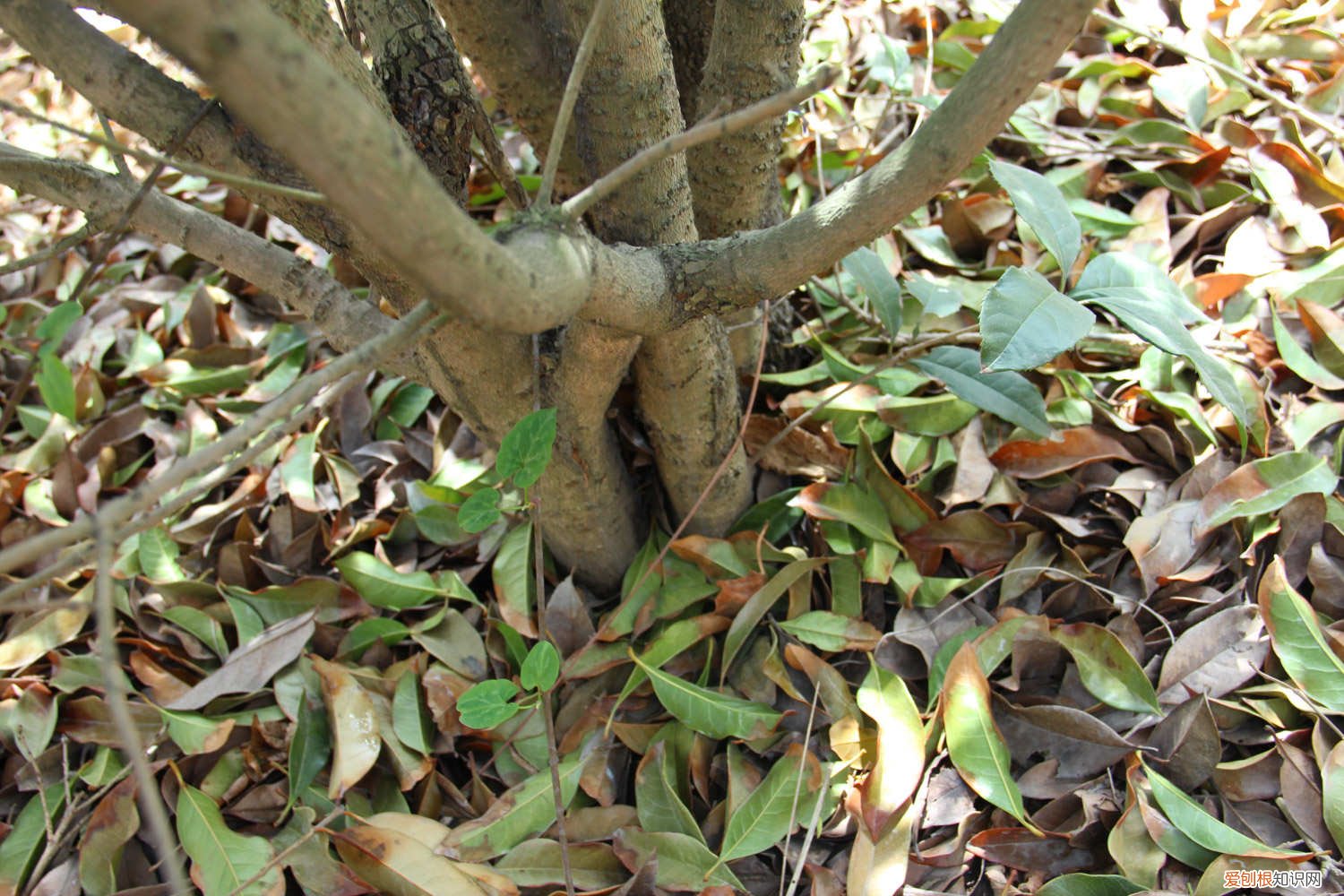 桂花树长成什么样 桂花树怎么样才长得好