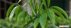 绿萝叶子下垂怎么办 绿元宝叶子下垂怎么办
