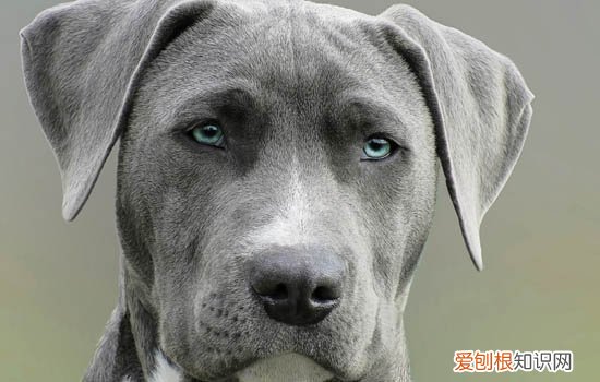 如何纠正狗狗对其他狗凶 纠正狗狗对其他狗凶的方法