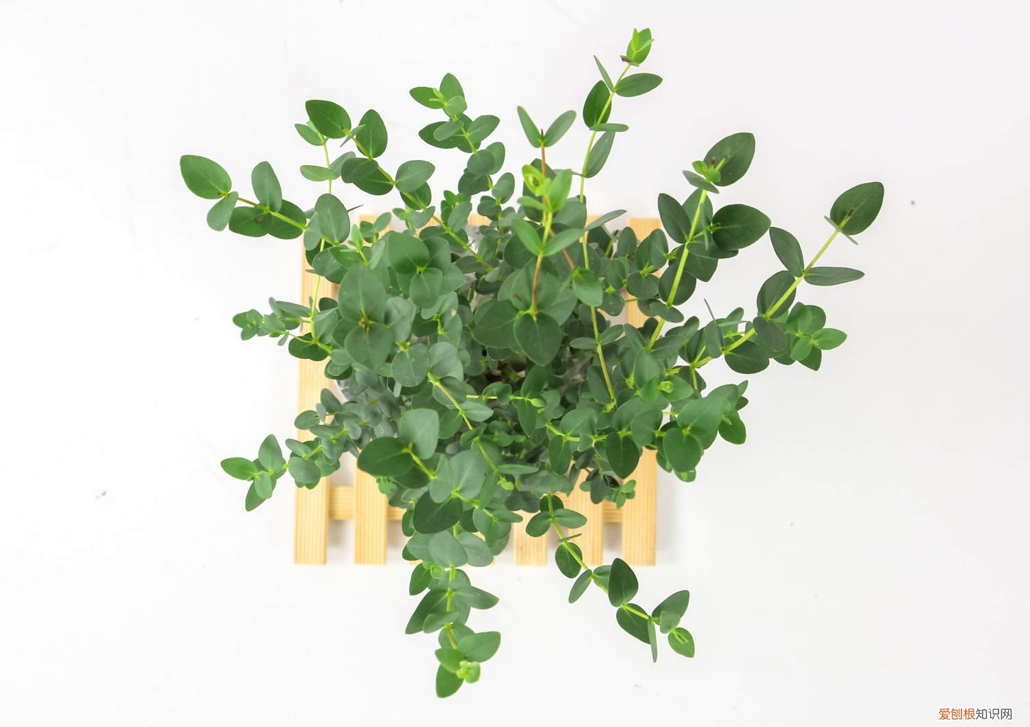 尤加利叶剪枝后怎么养 尤加利怎么养，怎么修剪