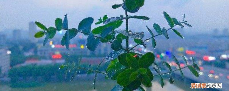 尤加利叶剪枝后怎么养 尤加利怎么养，怎么修剪