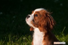 狗狗中暑一般多久恢复 狗狗中暑后的恢复时间