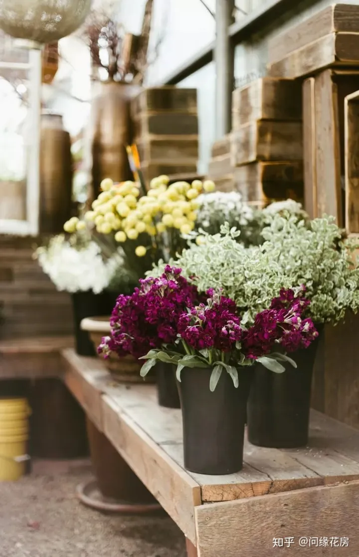 史上最全的养花妙招，养花技巧｜养花之路从这里开始！