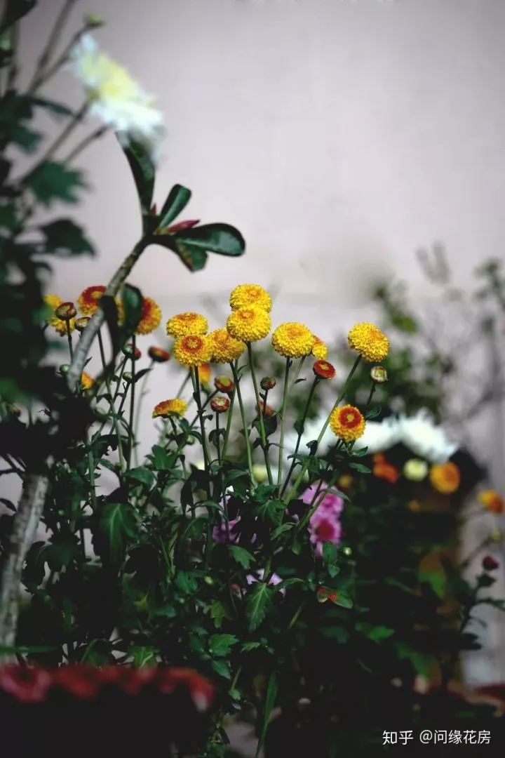 史上最全的养花妙招，养花技巧｜养花之路从这里开始！