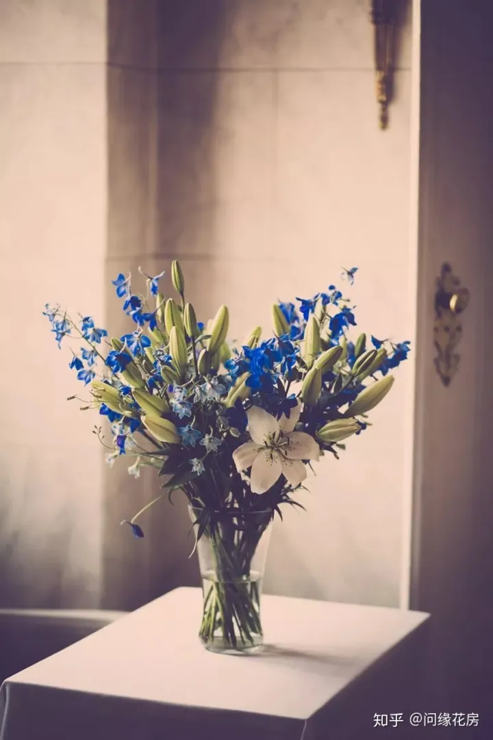 史上最全的养花妙招，养花技巧｜养花之路从这里开始！