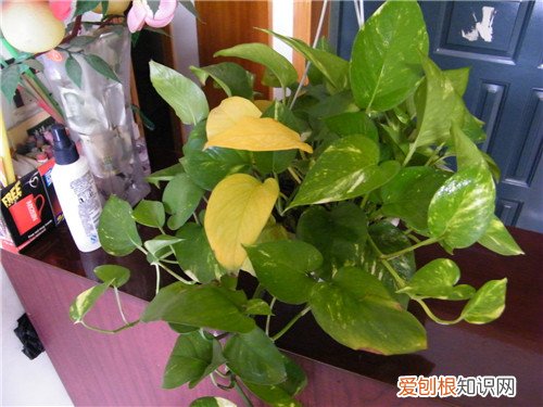 绿萝叶子发黄有什么办法 绿萝发挥着哪些作用