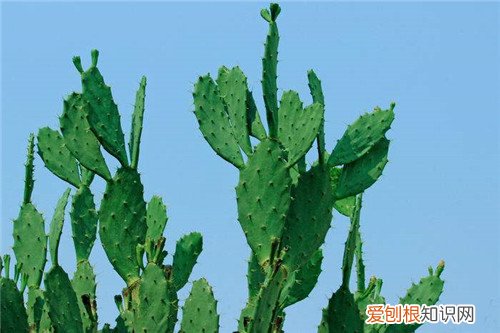 仙人掌科知识大全 一年四季教你养护仙人掌