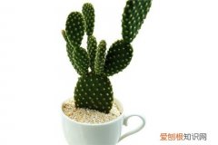 仙人掌科知识大全 一年四季教你养护仙人掌