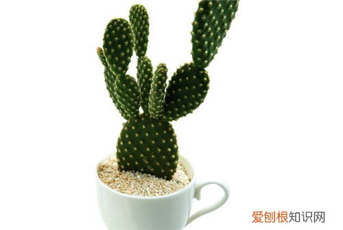 仙人掌科知识大全 一年四季教你养护仙人掌