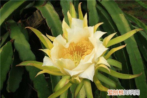 仙人掌科知识大全 一年四季教你养护仙人掌