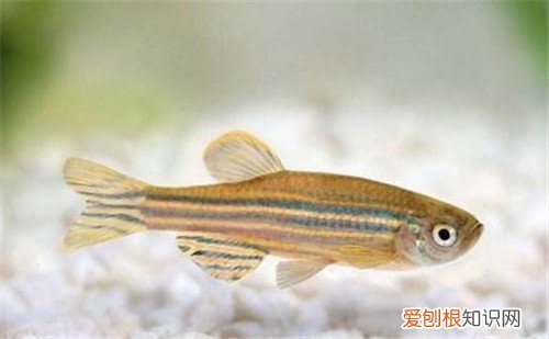 斑马鱼寿命长吗 斑马鱼的三个养护要点