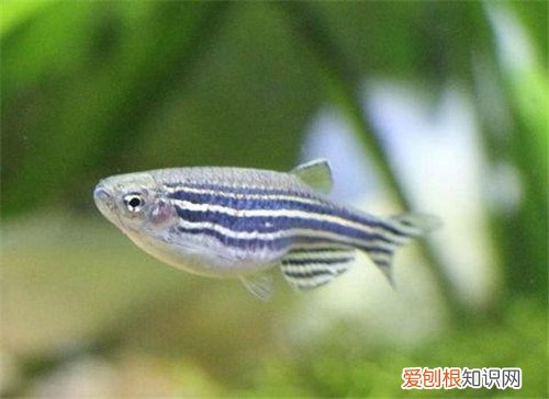 斑马鱼寿命长吗 斑马鱼的三个养护要点