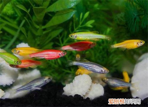 斑马鱼寿命长吗 斑马鱼的三个养护要点